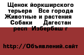 Щенок йоркширского терьера - Все города Животные и растения » Собаки   . Дагестан респ.,Избербаш г.